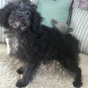 aussiedoodle welpen kaufen österreich