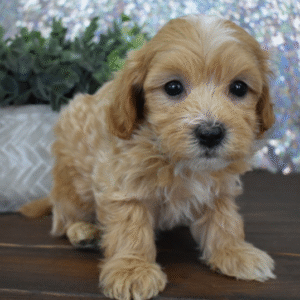 🐶 Duke – Männlicher Maltipoo Welpe zu verkaufen