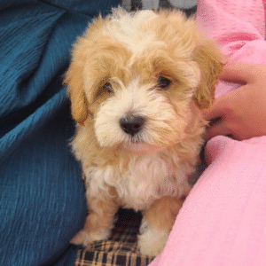 🐶 Bingo – Männlicher Maltipoo Welpe zu verkaufen