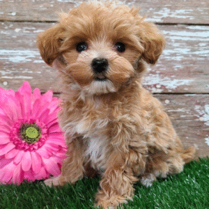 🐶 Aspen – Weiblicher Maltipoo Welpe zu verkaufen