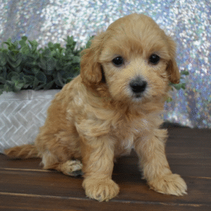 🐶 Prince – Männlicher Maltipoo Welpe zu verkaufen