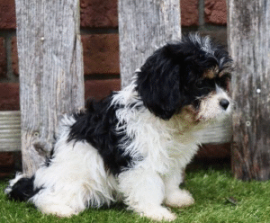 Khole – Bezaubernder weiblicher Cavachon-Welpe sucht ein liebevolles Zuhause