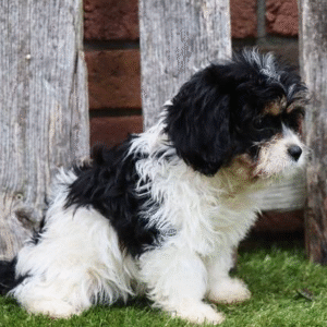 cavachon welpen kaufen