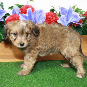 aussiedoodle kaufen deutschland