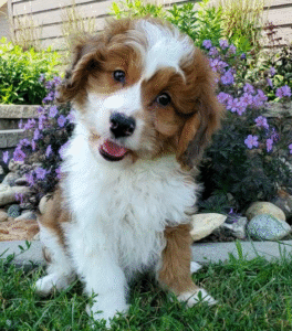 Razz – Außergewöhnlicher männlicher Aussiedoodle-Welpe zu verkaufen