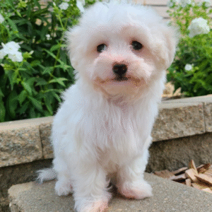 🐶 Didi – Weiblicher Maltipoo Welpe zu verkaufen