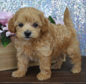 🐶 Isabelle – Weiblicher Maltipoo Welpe zu verkaufen