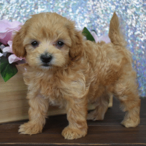 🐶 Isabelle – Weiblicher Maltipoo Welpe zu verkaufen