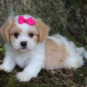 Emerson – Bezaubernde Cavachon-Dame mit Champion-Genen