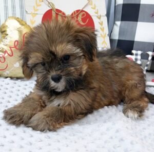 Simon – Verspielter männlicher Morkie-Welpe zu verkaufen