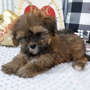 Simon – Verspielter männlicher Morkie-Welpe zu verkaufen