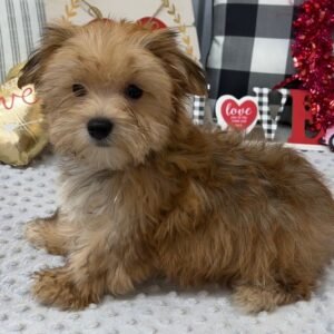 Tex – Charmanter männlicher Morkie-Welpe zu verkaufen