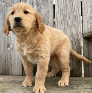 Clara – Golden Retriever Welpen (Weiblich)