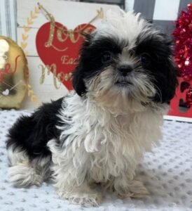 Bella – Bezaubernder weiblicher Shihpoo Welpe zu verkaufen