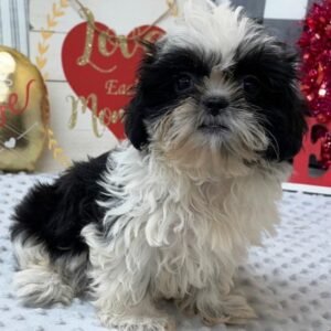 Bella – Bezaubernder weiblicher Shihpoo Welpe zu verkaufen
