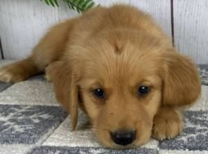 🐶 DONNER – Männlicher Golden Retriever Welpe zu verkaufen auf welpe-kaufe.pro