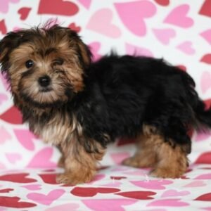 March – Anmutige weibliche Morkie-Dame zu verkaufen