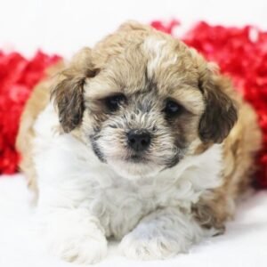 Owen – Verspielter männlicher Shihpoo-Welpe zu verkaufen