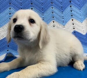 Dream – Golden Retriever Welpe (Weibchen) | Zuckersüß & Familienfreundlich | welpe-kaufe.pro