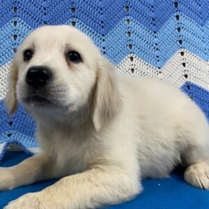 Dream – Golden Retriever Welpe (Weibchen) | Zuckersüß & Familienfreundlich | welpen-kauf.de