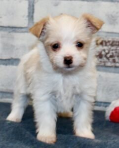 Jessa – Bezaubernde weibliche Morkie-Dame zu verkaufen