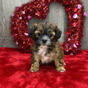 Lancelot – Weiblicher Shihpoo Welpe zu verkaufen bei welpe-kaufe.pro