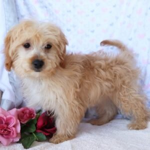 Tina – Weiblicher Shihpoo Welpe zu verkaufen bei welpe-kaufe.pro