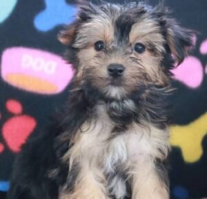 Chester – Charmanter männlicher Morkie-Welpe zu verkaufen