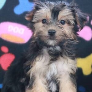 Chester – Charmanter männlicher Morkie-Welpe zu verkaufen