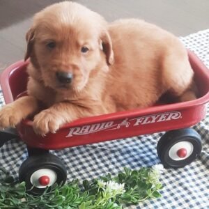 🐶 BECKETT – Männlicher Golden Retriever Welpe zu verkaufen auf welpe-kaufe.pro