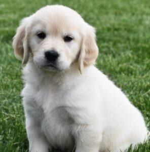 🐾 VICTORIA – Weiblicher Golden Retriever Welpe
