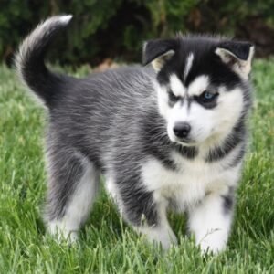 🐾 AMEE – Weiblicher Siberian Husky Welpe zu verkaufen