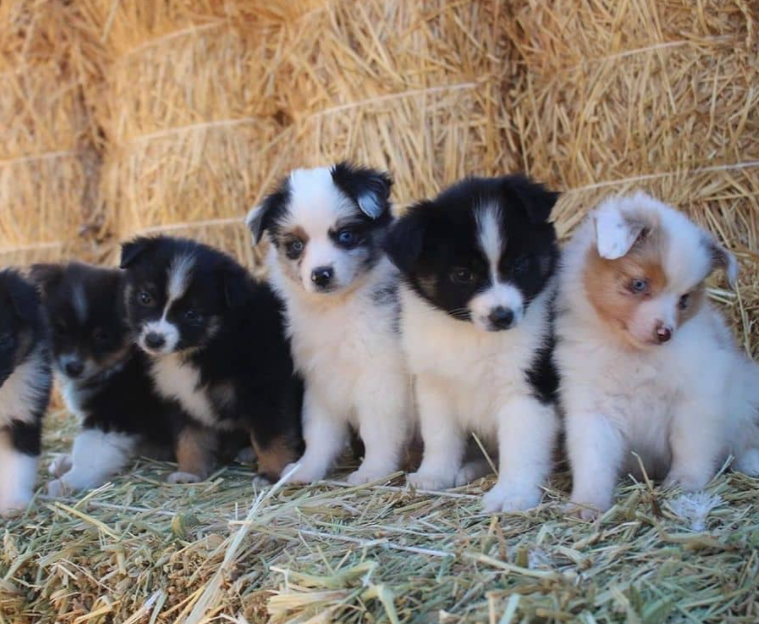 Australian Shepherd kaufen