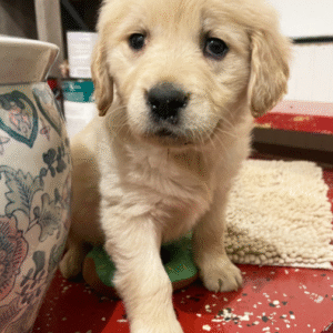 Bell – Golden Retriever Welpe (Weibchen) | Familienfreundlich & Gesund | welpe-kaufe.pro