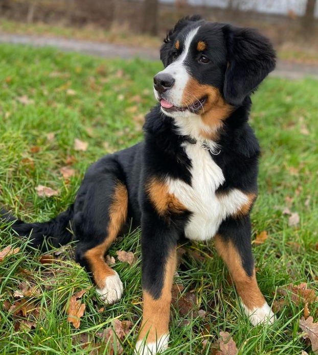  Berner Sennenhund