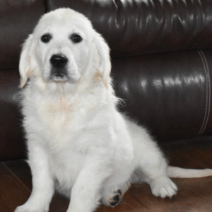 🐶 BoBear – Männlicher Golden Retriever Welpe zu verkaufen bei welpe-kaufe.pro