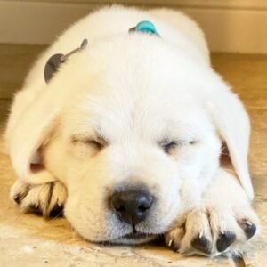 welpen labrador kaufen