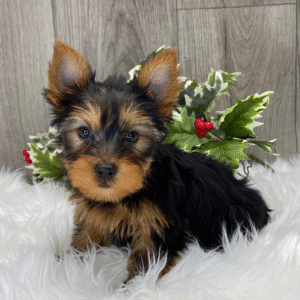 🐾 CHESTER – Männlicher Yorkshire Terrier Welpe zu verkaufen