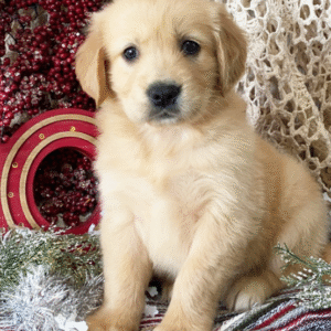 Dolly – Golden Retriever Welpe (Weibchen) | Premium-Zucht mit Stammbaum | welpe-kaufe.pro