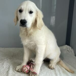 🐾 EMILIA – Weiblicher Golden Retriever Welpe zu verkaufen