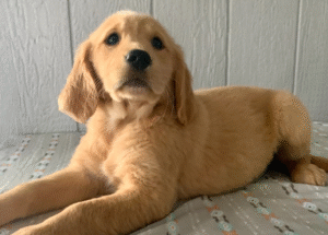 Georgia – Golden Retriever Welpe (Weibchen) | Premium-Zucht mit Herz | welpe-kaufe.pro