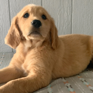 Georgia – Golden Retriever Welpe (Weibchen) | Premium-Zucht mit Herz | welpe-kaufe.pro