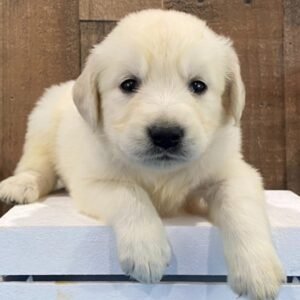 Libby – Golden Retriever Welpe (Weibchen) | Premium-Zucht mit Herz | welpen-kauf.de