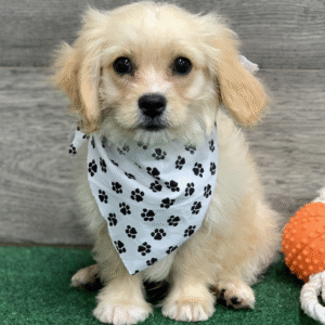 🐶 Liam – Männlicher Cavachon Welpe zu verkaufen