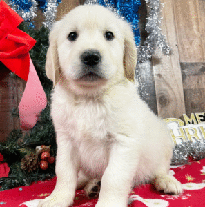 🐶 Nelson – Männlicher Golden Retriever Welpe zu verkaufen auf welpe-kaufe.pro