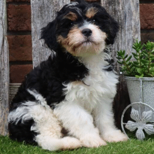 OSCAR – Exklusiver Cavachon-Rüde mit Papieren | welpe-kaufe.pro