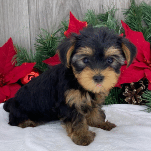 🐾 REMI – Weiblicher Yorkshire Terrier Welpe zu verkaufen