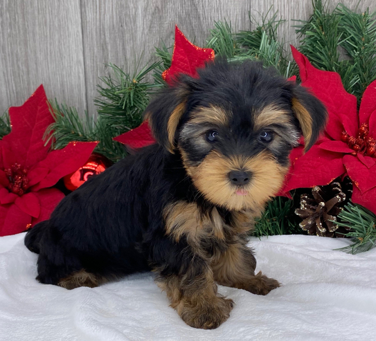 đŸ REMI â Weiblicher Yorkshire Terrier Welpe zu verkaufen