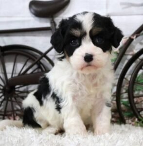 CASSIDY – Premium Cavachon Welpe (weiblich) zu verkaufen