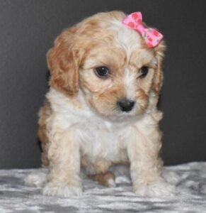 SKYE – Weiblicher Cavachon Welpe zu verkaufen